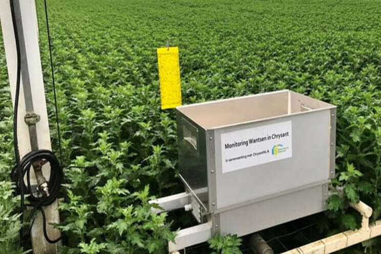 Invlieg Behaarde Wants verwacht vanaf begin juli Invlieg Behaarde Wants verwacht vanaf begin juli