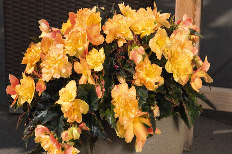 Nieuwe Begonia-hybriden Nieuwe Begonia-hybriden