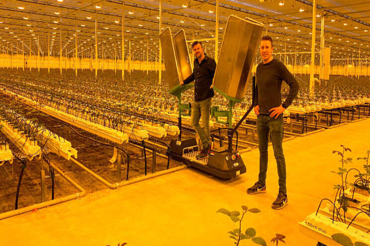 Innovatieve oogstwagens bij Van den Ende Rozen Innovatieve oogstwagens bij Van den Ende Rozen