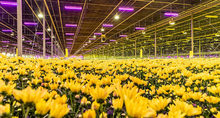 LED toevoegen? Kies voor de optimale warmtebalans! LED toevoegen? Kies voor de optimale warmtebalans!
