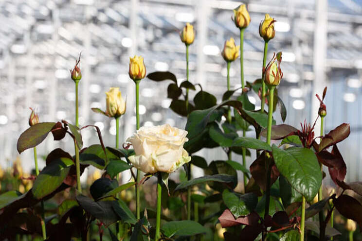 Berg Roses profiteert van beursgang Lynch Group Berg Roses profiteert van beursgang Lynch Group
