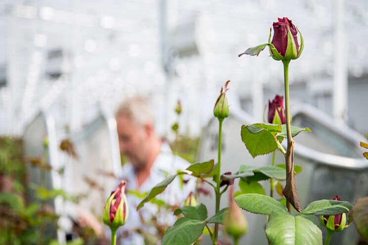 Uitbreiding etiket BotaniGard WP