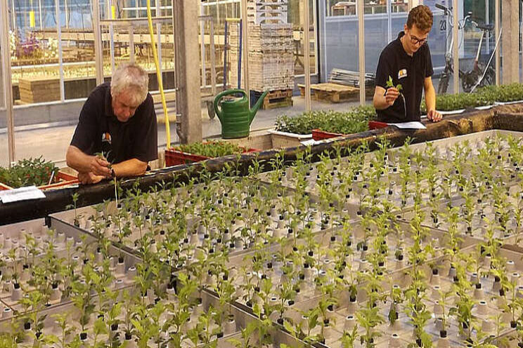 Op weg naar uniforme chrysantenteelt op water Op weg naar uniforme chrysantenteelt op water